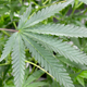 Image for article titled If You Use Cannabis, It Could Take Twice As Much Anesthesia to Sedate You